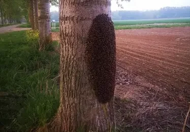 zwermseizoen-bijen-gaat-van-start-310